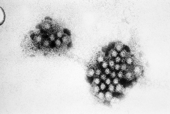 โนโรไวรัส, Norovirus​